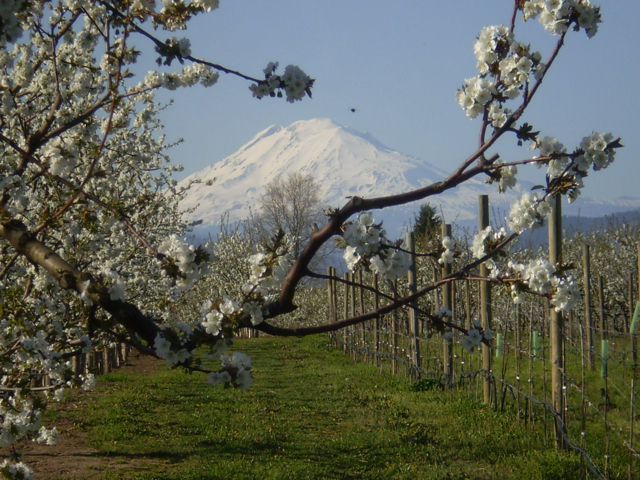 Allegre Farms, LLC dba Big Barn Organics/Allegre Vineyards photo